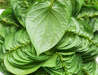 green betel leaves background