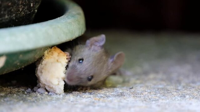 Mice feeding on a discarded cake in an urban house garden.