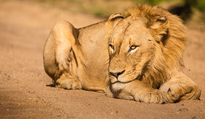 Young Male Lion