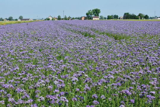Facelia błękitna na polu