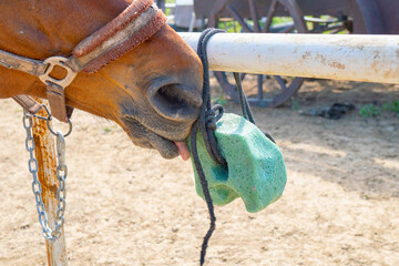 the horse licks salt. trace elements for a horse