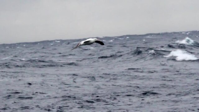 Wondering Albatross fishing in the ocean
Wondering Albatross fishing in the ocean
