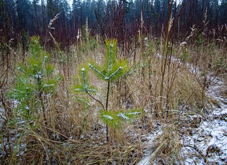 small Christmas tree among tall grass in winter, Russia