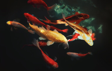 Golden carps and koi fishes in the pond