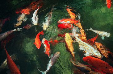 Golden carps and koi fishes in the pond