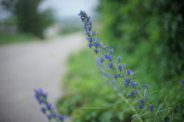 Obraz premium High blue wild flowers grow by the road. Rural scene on a blurred background. Selective focus, soft bokeh.