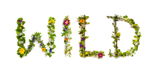 Flower, Branches And Blossom Letter Building English Word Wild. White Isolated Background