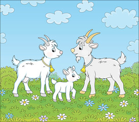 Obraz na płótnie Canvas Small white kid with a nanny goat and a grey he-goat walking on green grass of a pretty summer field with colorful flowers on a wonderful warm day, vector cartoon illustration