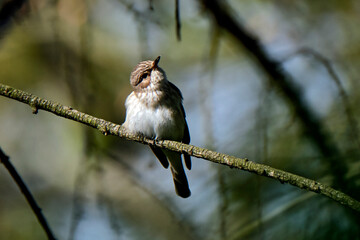 Weiblicher Trauerschnäpper ( Ficedula hypoleuca ).
