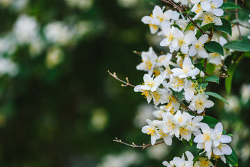 White Flowering Philadelphus Mock Orange Flowers Fragrant High ...