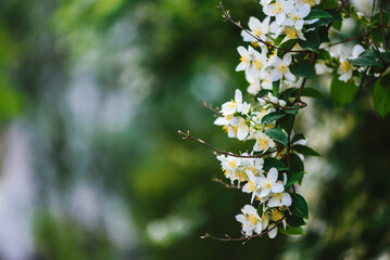 White Flowering Philadelphus Mock Orange Flowers Fragrant High ...