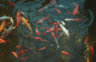 Golden carps and koi fishes in the pond