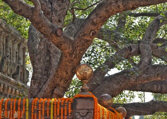 Maha Bodhi Tree in the Bodh Gaya Complex Buddhist Pilgrim site 
