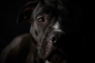  American pit bull terrier on dark background. Close up