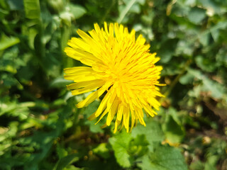 lion's-tooth also dandelion (in german Gewöhnlicher Löwenzahn) Taraxacum sect. Ruderalia