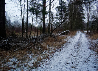 dirt road through a field in the forest in winter, Russia
