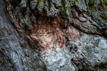 Wood texture of old tree without bark
