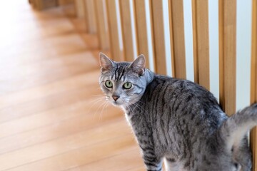 猫の日常　　サバトラ猫