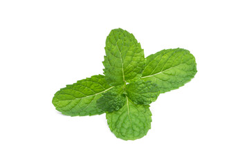 Fresh green mint leaves isolated on white background.