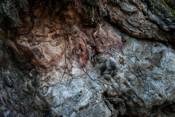 Wood texture of old tree without bark