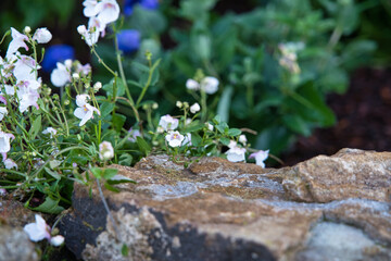 Lila, weiße und blaue Sommerblumen, Nahaufnahme Blüten im sommerlichen Steingarten