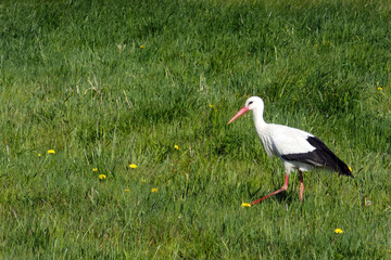 Weißstorch,  Ciconia ciconia