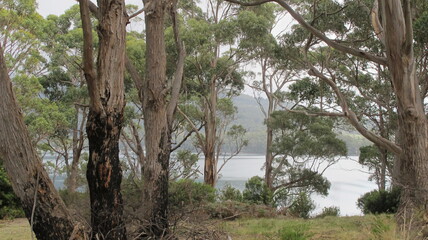 Fototapeta premium Tasmanian Gum Trees, Port Arthur