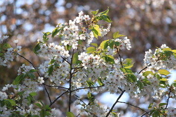 Obraz premium 若葉