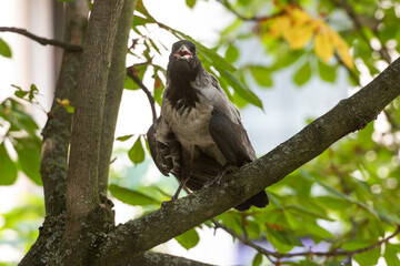 Eine junge Nebelkrähe in einer Kastanie.