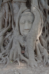Ancient Buddha statue surrounded by the root of the tree,Ayutthaya,Thailand