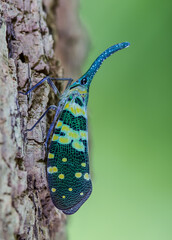 Lantern fly perching on the tree