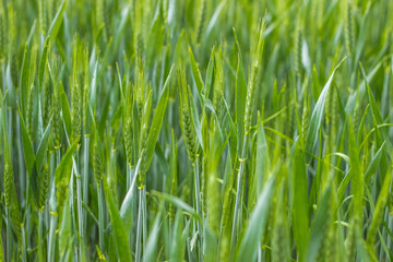 Fototapeta na wymiar Green wheat field close up. Spring countryside scenery. Beautiful nature landscape. Juicy fresh ears of young green wheat.Free space for text. Agriculture scene