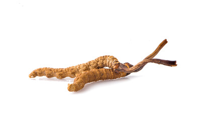 Ophiocordyceps sinensis (CHONG CAO, DONG CHONG XIA CAO) or mushroom cordyceps this is a herbs on white background