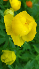 garden flower  - Trollius yellow