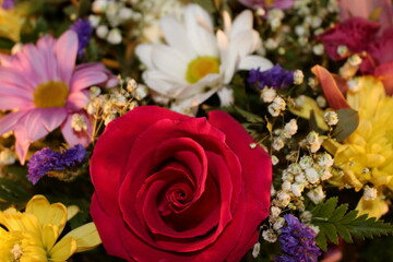 beautiful multicolored flowers on a black background