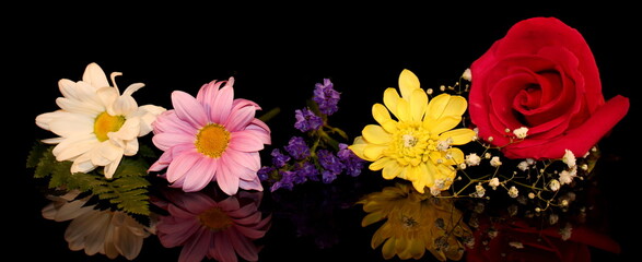 beautiful multicolored flowers on a black background