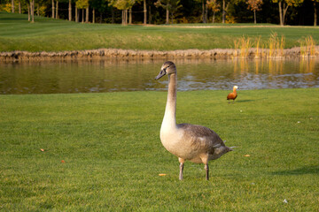 Obraz premium Beautiful white swan close up looking at camera, portrait of wild bird on green meadow in ukrainian park at autumn