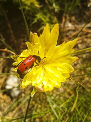 ladybug on a flower