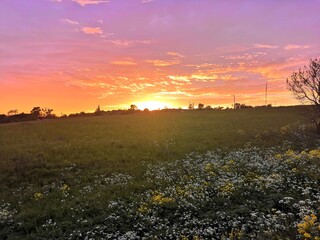 sunset in the field