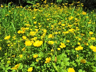 field of dandelions