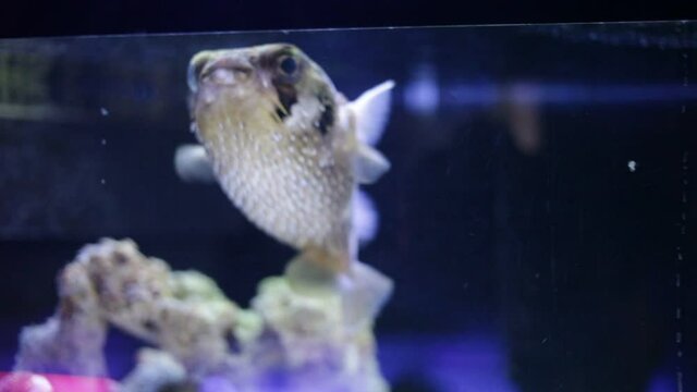 View of exotic tropical balloonfish also known as spiny porcupinefish and spiny puffer behind glass of aquarium. High quality FullHD footage
