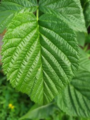 close up of green leaf