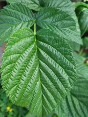 close up of green leaves
