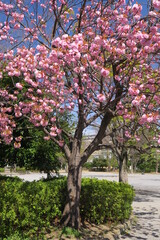 Fototapeta na wymiar 花咲く八重桜のある春の公園風景