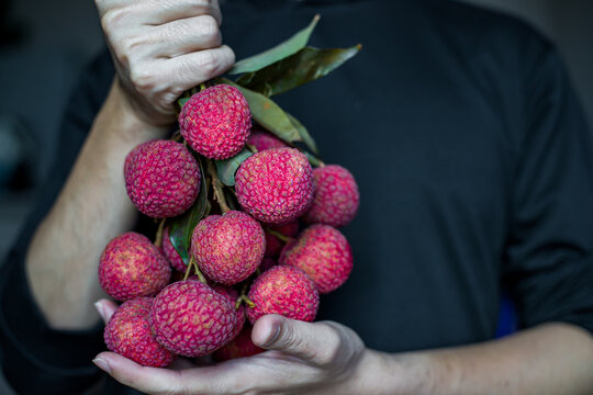 Fresh red litchi, litchi, Ripe Litchi on your hand ready to eat, Concept of showing litchi someone, Close up photography, Thai fruit.