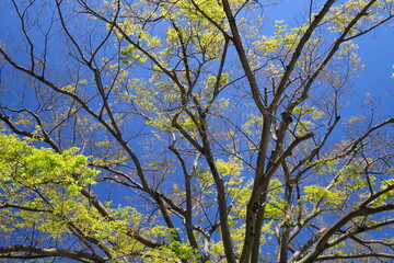 Fototapeta premium 公園の新緑の欅と青空