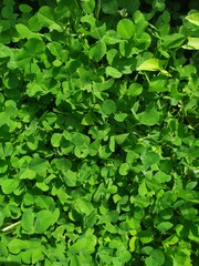 green leaves background