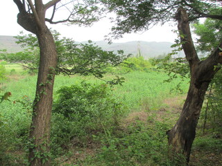 beautiful landscape scenic view of nature trees and plants