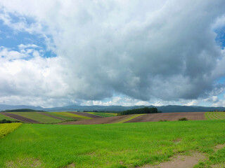 Obraz premium 風景, 野原, 空, 草, 自然, 緑, 牧草地, サマータイム, 青, ルーラル, 雲, 雲, いなか, 農学, とぶ, 地平線, 国, ファーム