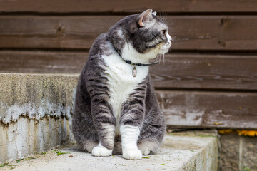 Gray and white british shorthair cat sits on the stairs and looks away